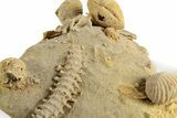 Miniature Fossil Cluster (Ammonites, Crinoid Stem) - France #248443-2